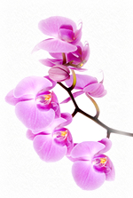 Thai Orchids