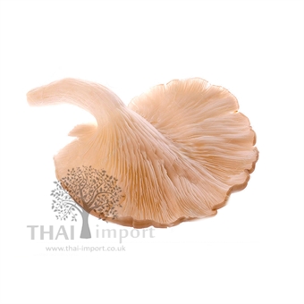 Picture of White Oyster Mushroom
