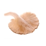 Picture of White Oyster Mushroom