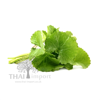 Picture of Pennywort Leaf