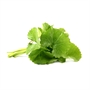 Picture of Pennywort Leaf