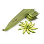 Picture of Indian Trumpet