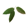 Picture of Ya Nang Leaf