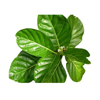 Picture of Noni Leaf