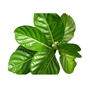 Picture of Noni Leaf
