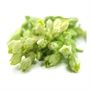Picture of Cowslip Creeper Flower
