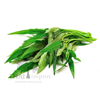 Picture of Chinese Morning Glory