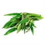 Picture of Chinese Morning Glory