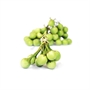 Picture of Pea Eggplant