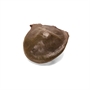 Picture of Jiringa Nut