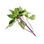 Picture of Sweet Basil
