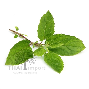 Picture of Holy Basil
