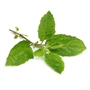 Picture of Holy Basil