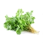 Picture of Coriander with Roots