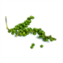 Picture of Green Peppercorn
