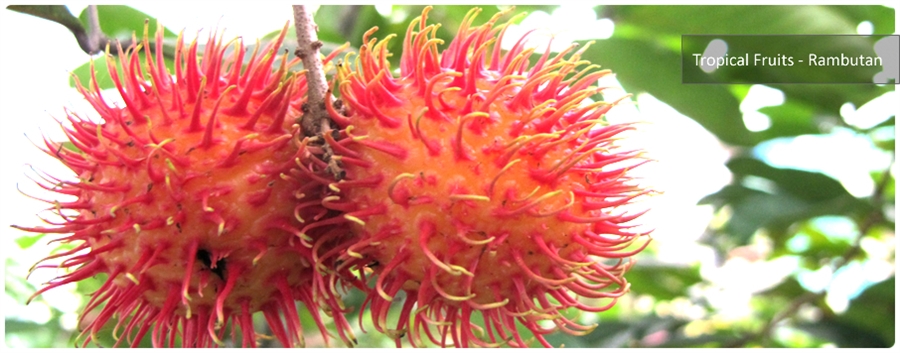 Tropical Fruits - Rambutan