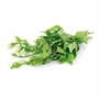 Picture of Chayote Shoot