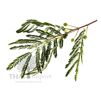 Picture of Horse Tamarind