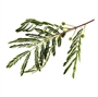 Picture of Horse Tamarind