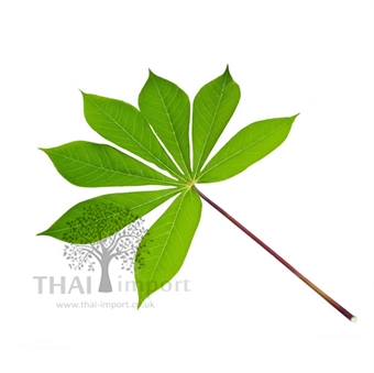 Picture of Cassava Leaf