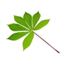 Picture of Cassava Leaf