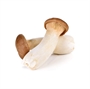 Picture of King Oyster Mushroom