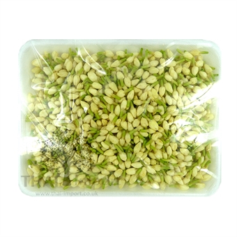 Picture of Jasmine Flower