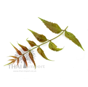 Picture of Margosa Leaf