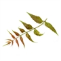 Picture of Margosa Leaf