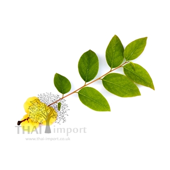 Picture of Star Gooseberry Leaf