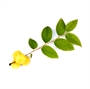 Picture of Star Gooseberry Leaf
