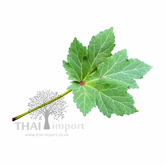 Picture of Okra Leaf