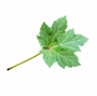 Picture of Okra Leaf
