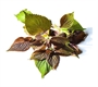 Picture of Perilla Leaf