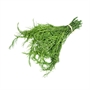 Picture of Cha-Om (3KG+ )