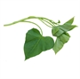 Picture of Sweet Potato Leaf