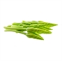 Picture of Moon Flower