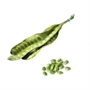 Picture of Petai Pod (3KG+)