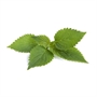 Picture of Cockscombe Mint