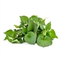 Picture of Fish Mint