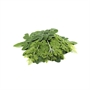 Picture of Moringa Leaf